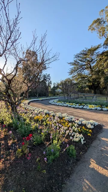 Paved path curving through Wistaria Gardens lined with colourful yellow, white, and red flowers, budding trees, and manicured lawns in the morning sun.