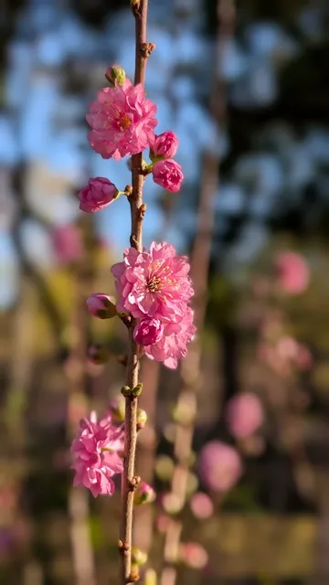 Close-up of delicate double-flowered pink blossoms and buds flowering along an upright branch with a soft blurred garden backdrop.
